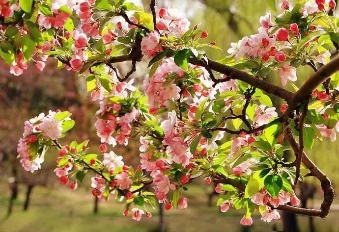 最新通告!清明假期,河北这些地儿不能去,因为……