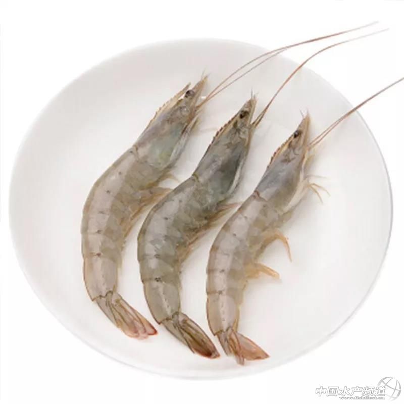 厄瓜多尔白虾都是怎么进口来的,中国人厄瓜多尔养虾