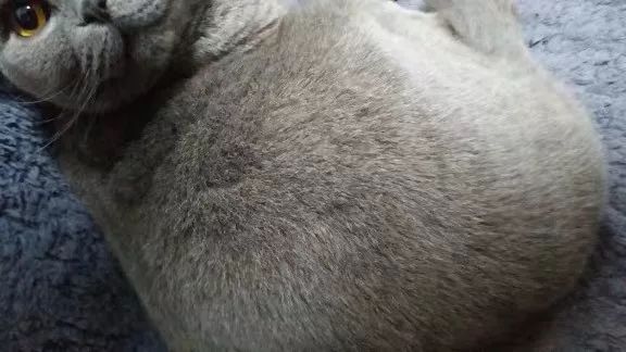 猫咪10种常见病图片,猫咪得了怪病咳嗽不止