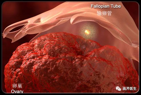卵泡正常排卵为啥不怀孕,排卵了为什么就不来大姨妈