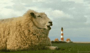 天然乳胶枕泰国多少钱一个,1280元的泰国天然乳胶枕是真的吗