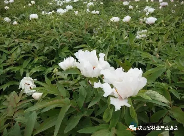 木本油料品种,中国高端木本油料