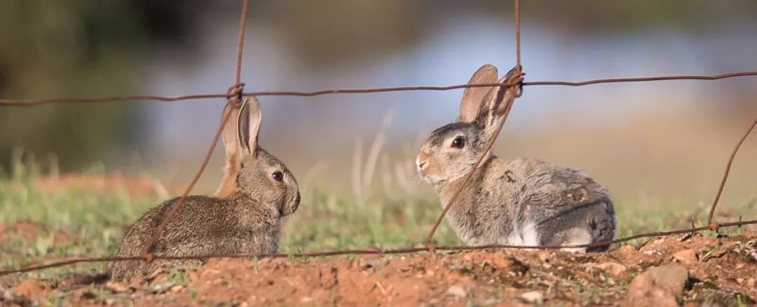 澳洲野兔泛滥成灾到底有多疯狂,澳洲野兔泛滥成灾数量超100亿只