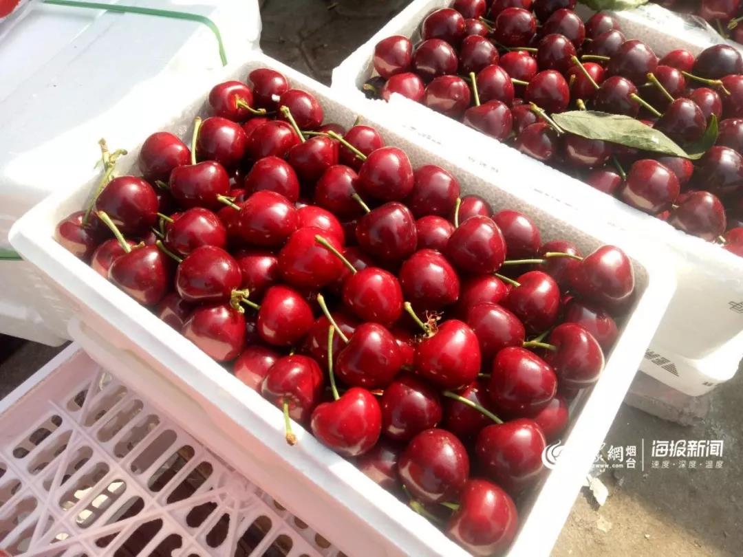 高价大量收购香椿,大量收购香椿树果子