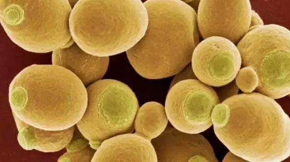 超级真菌致死率高达60%,真菌感染致死率