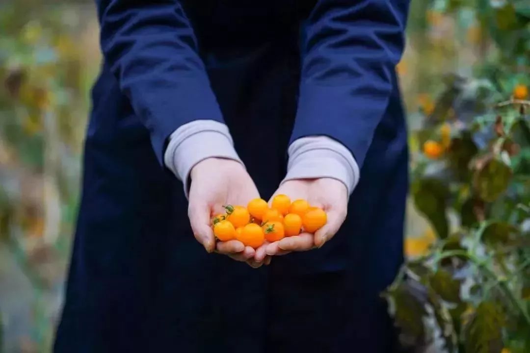 赏花采摘看马战，快来祥和庄园迎娶“春天”！