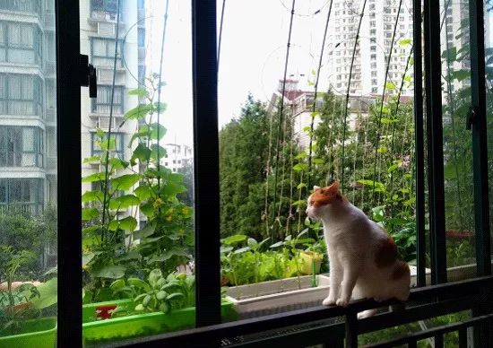 我爱种菜团队晓月种土豆的全过程,我爱种菜西兰花种植经验