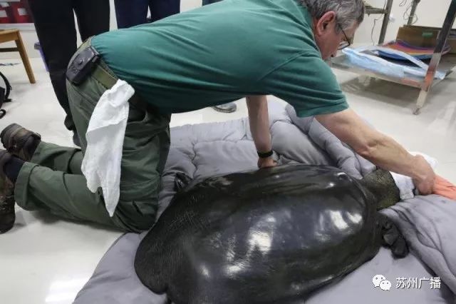 全球最孤寂的神兽,最孤独的三只神兽