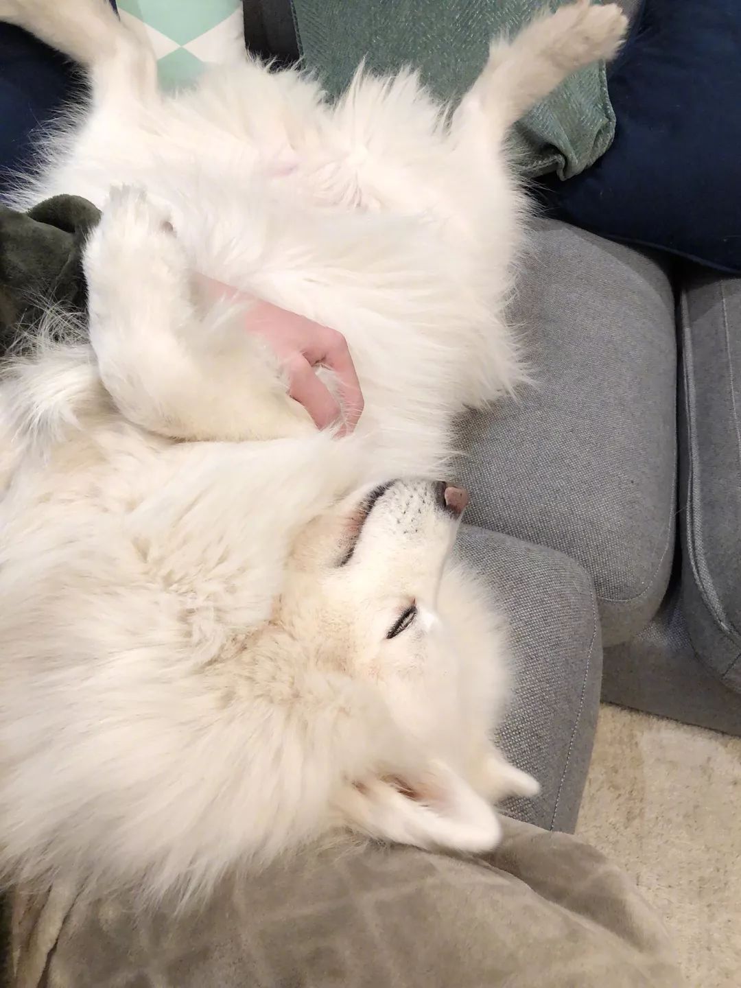 成都冷知识丨最霸气!聊聊养10条松潘狗的资格老成都“铲屎官”张大千