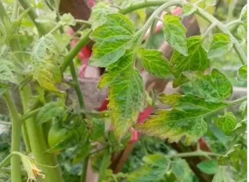 真菌细菌病毒辨别小技巧,快速识别病毒和细菌方法