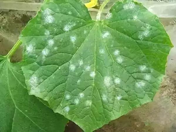 真菌细菌病毒辨别小技巧,快速识别病毒和细菌方法