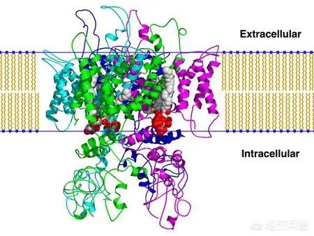 为什么有的人吃菠萝会上火,吃菠萝为什么会上火