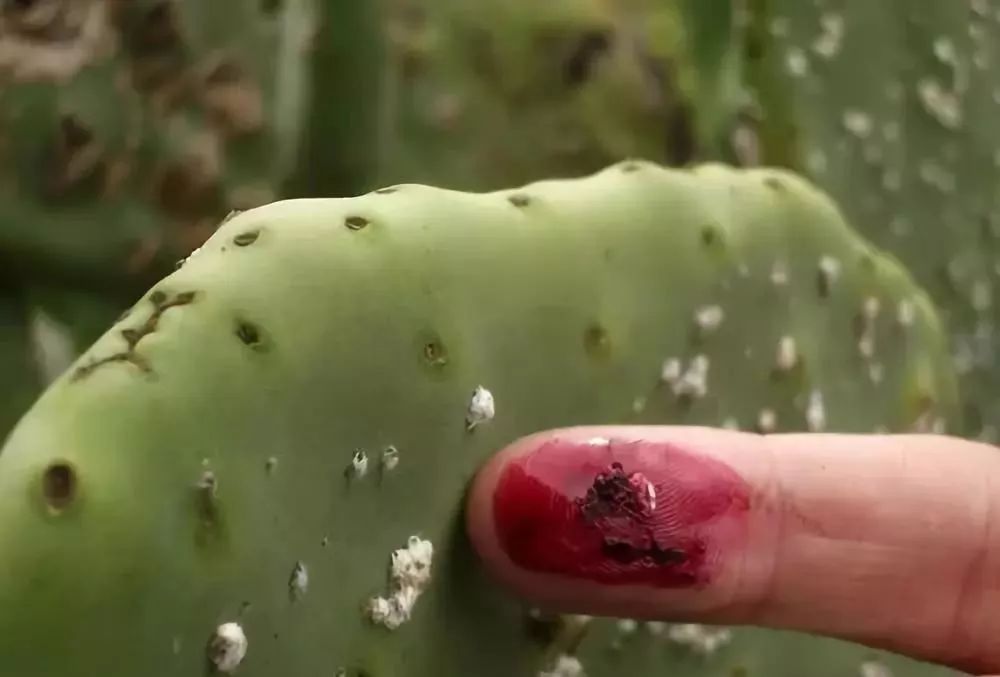 你每抹一次口红，就是在亲吻上万只昆虫尸体？！