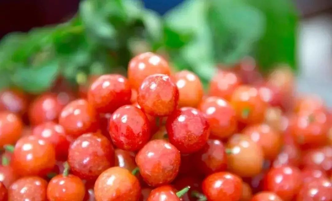 又一年樱桃采摘季,一年一度的大樱桃采摘模式已开启