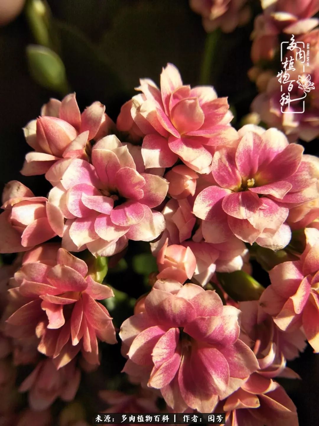 多肉开花最好看最好养前十名,多肉哪个品种开花最好看