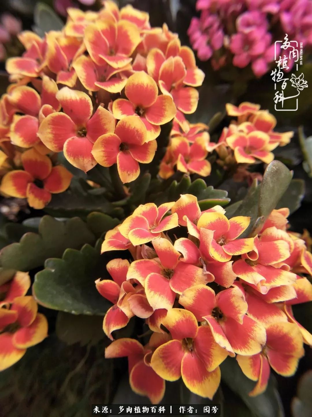 多肉开花最好看最好养前十名,多肉哪个品种开花最好看