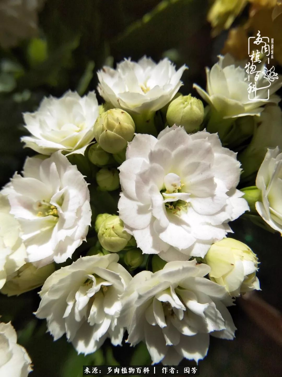 多肉开花最好看最好养前十名,多肉哪个品种开花最好看