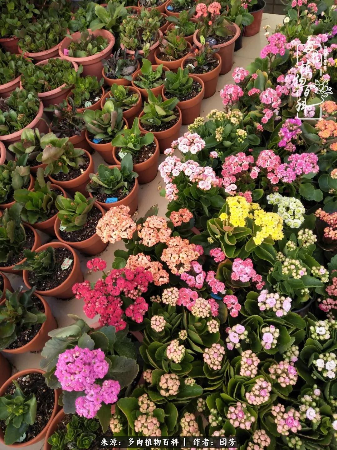 多肉开花最好看最好养前十名,多肉哪个品种开花最好看