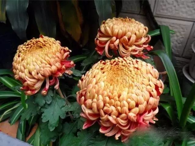 世界最美菊花图整整80种太珍贵了,世界上最美的菊花叫什么名字