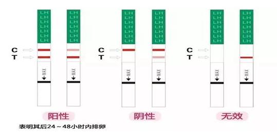 想在3月份受孕如何测算排卵期,受孕怎么样计算预产期
