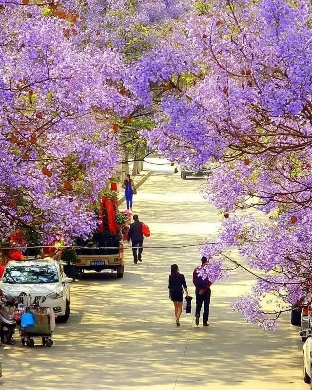 四川有座紫色小城，5月比美澳洲，比大理更多情