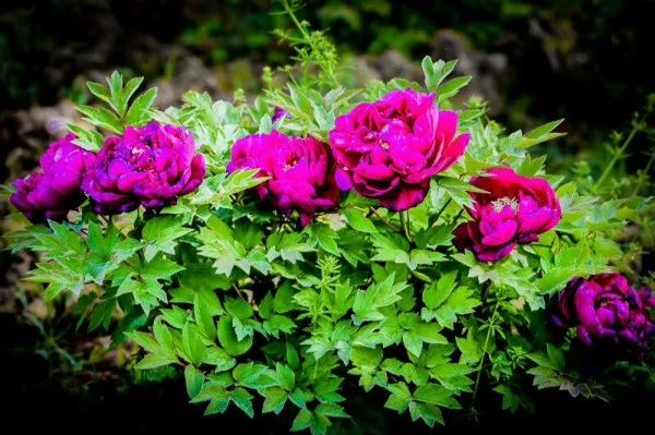 看牡丹何必去洛阳,洛阳看牡丹有多美