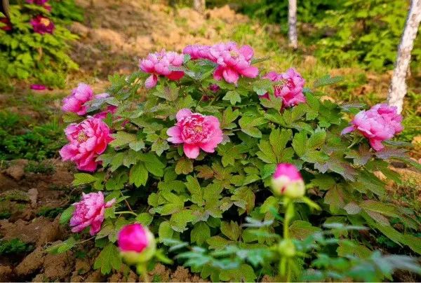 看牡丹何必去洛阳,洛阳看牡丹有多美