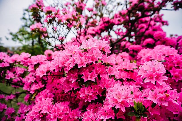 无锡赏花一日游,无锡春日樱花旅游攻略