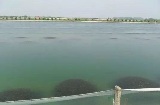 除青苔专用剂不伤虾蟹,虾蟹养殖除害药