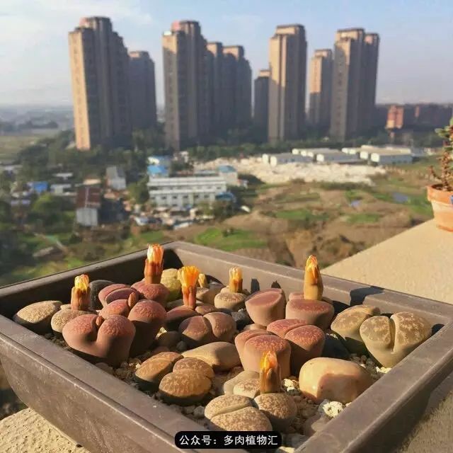 听说这段时间，肉友都在疯狂手撕屁屁？别了吧，再撕屁屁就烂了！