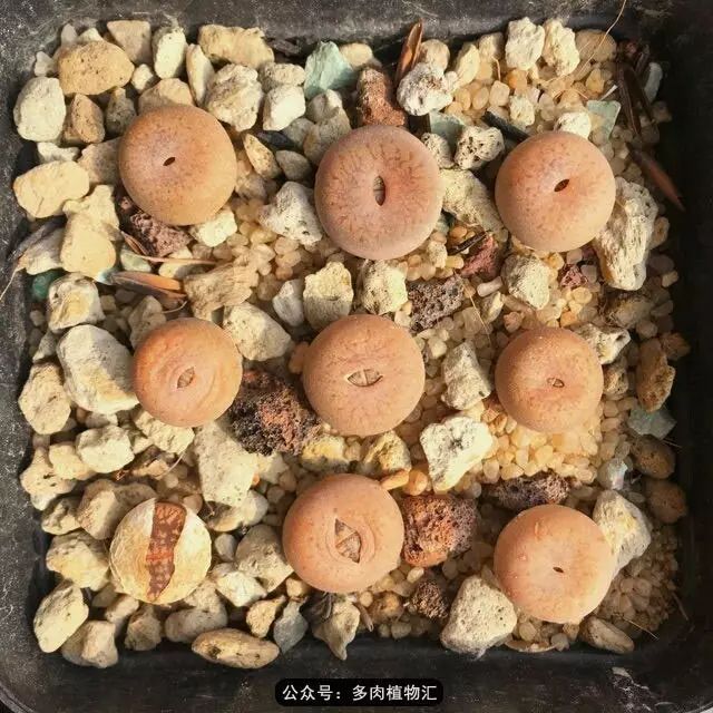 听说这段时间，肉友都在疯狂手撕屁屁？别了吧，再撕屁屁就烂了！