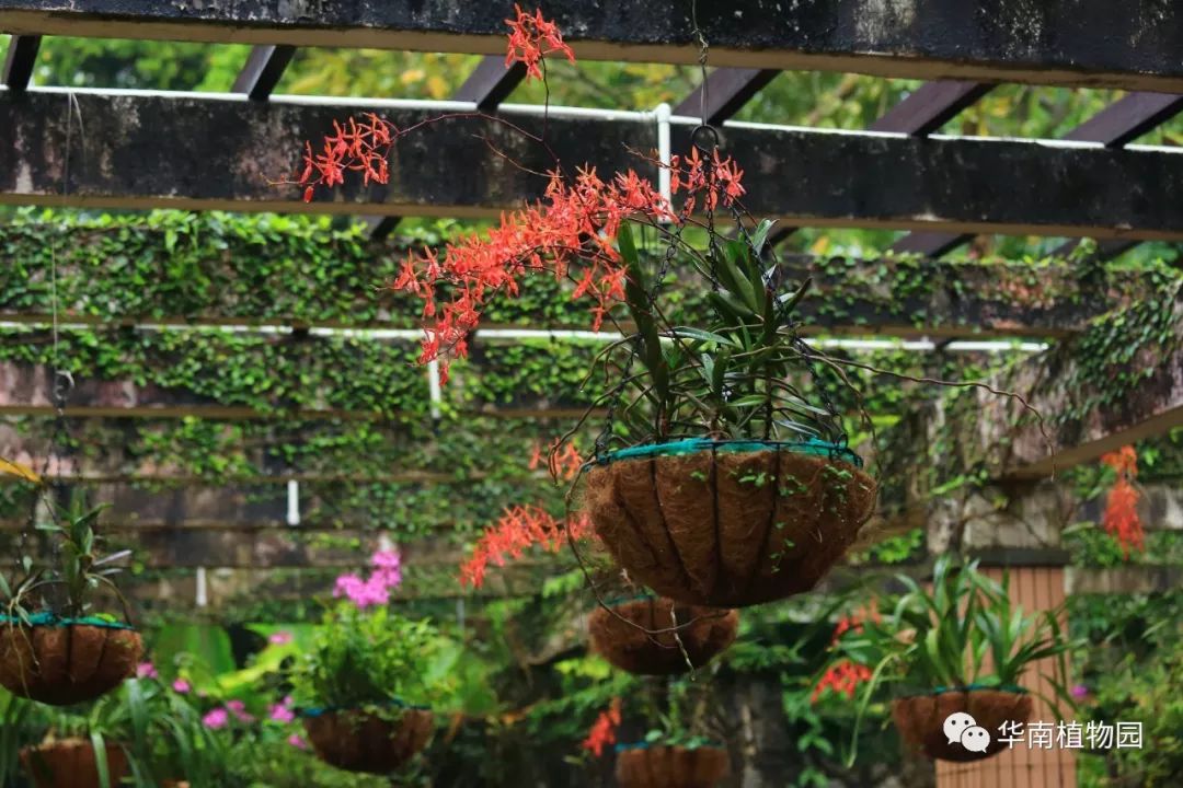 新知|如烟花般绚烂——火焰兰