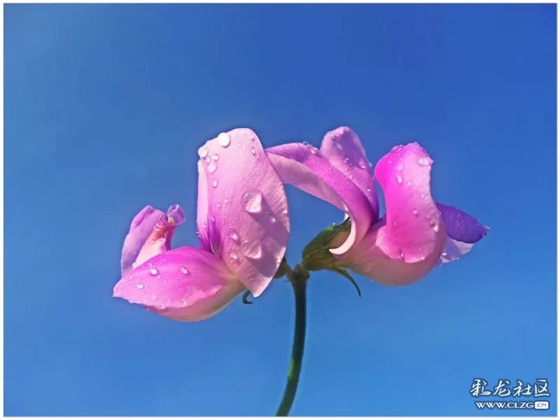 云南昆明花之都鲜花,昆明鲜花之都