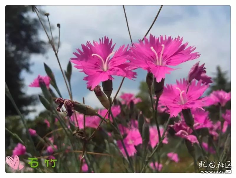 云南昆明花之都鲜花,昆明鲜花之都