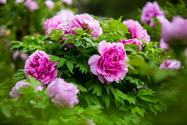 璞鍙ら兘涔嬬編,璞娌冲崡鍙戠幇涓嶄竴鏍风殑涓師涔嬬編