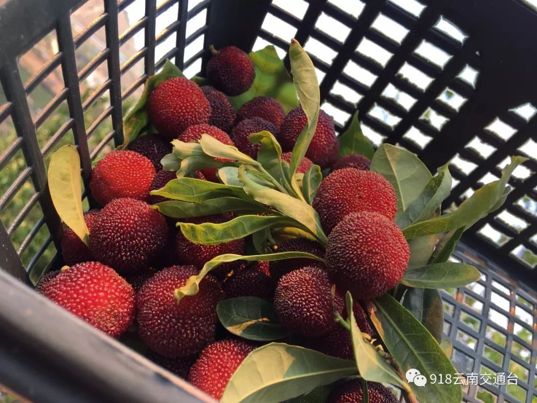 石屏杨梅樱桃采摘方法,石屏杨梅上市了欢迎大家来品尝
