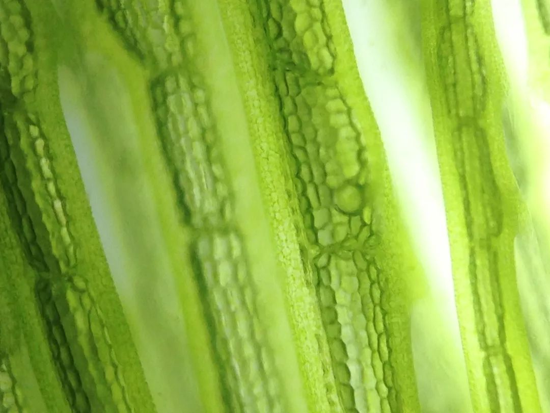 地球发烧了我们应该怎么做,地球是怎么“发烧”的