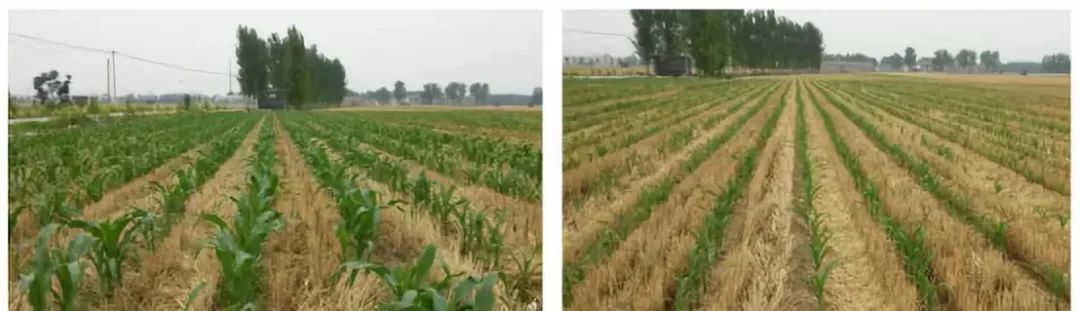 金香玉玉米肥,金香玉复合肥玉米专用肥亩用量