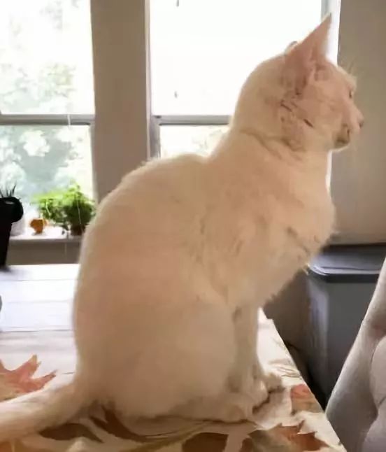 小猫皮肤溃烂被遗弃，新主人不顾病危通知，坚持治疗换来新生！