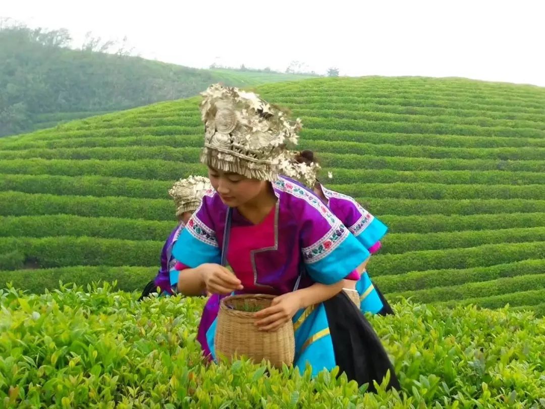 文学贵州||天楼山的梦想（散文）