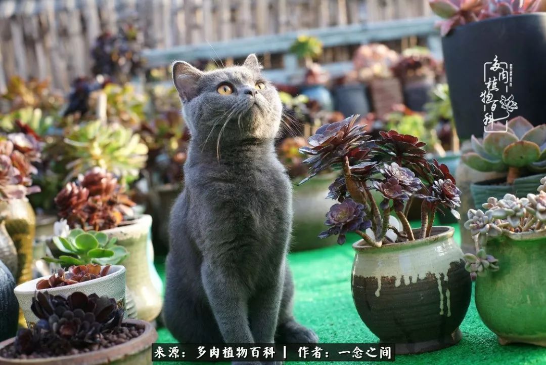 天敌Or天使：多肉与萌宠共处一室，究竟是谁的幸与不幸?