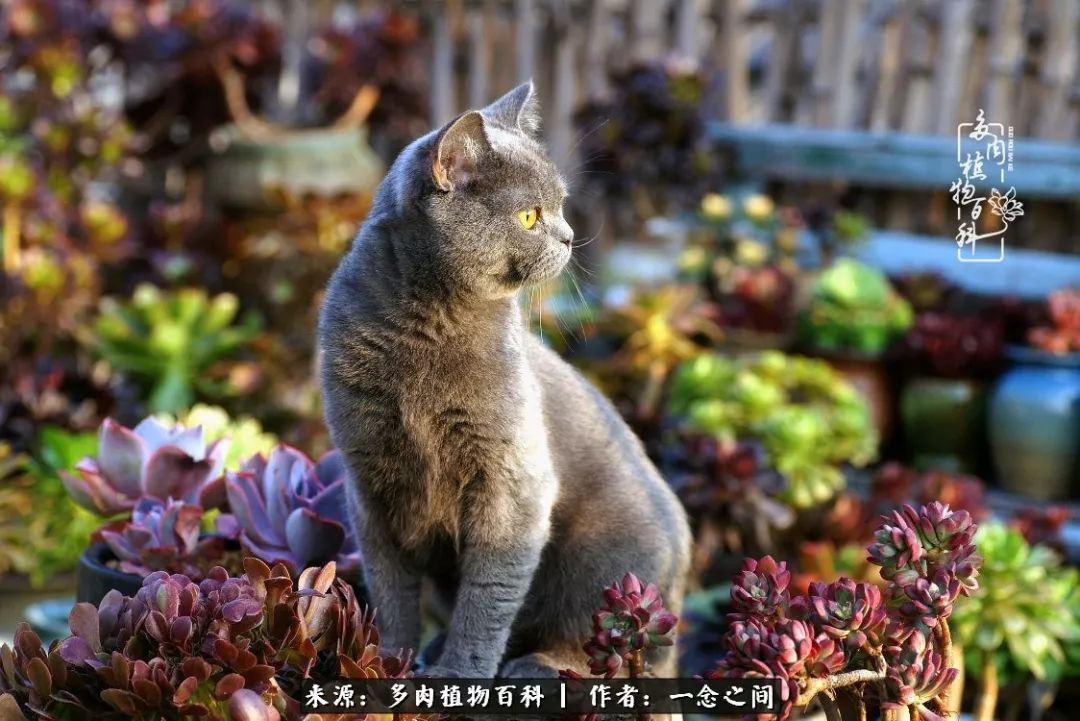 天敌Or天使：多肉与萌宠共处一室，究竟是谁的幸与不幸?