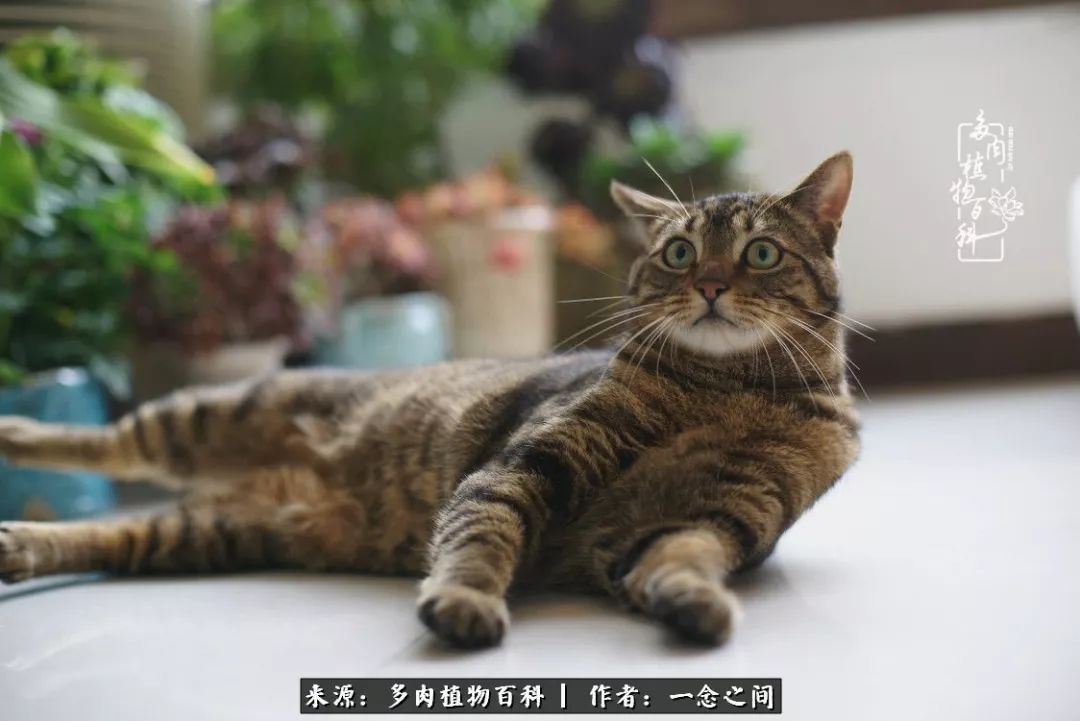 天敌Or天使：多肉与萌宠共处一室，究竟是谁的幸与不幸?