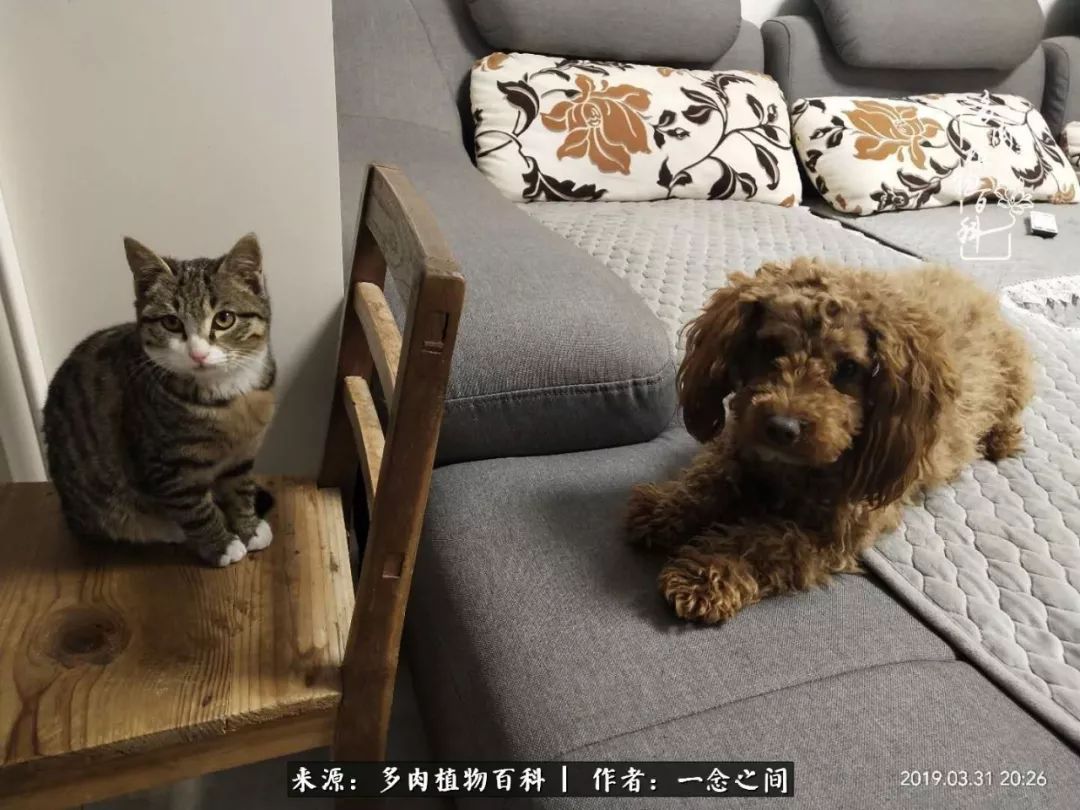 天敌Or天使：多肉与萌宠共处一室，究竟是谁的幸与不幸?