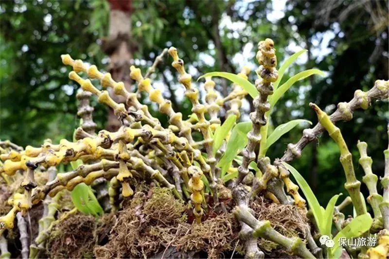 石斛花开等你来,石斛花开惊艳了时光