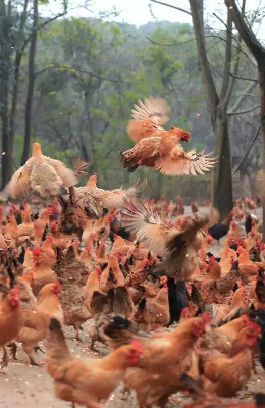 网上出了旅游手撕鸡