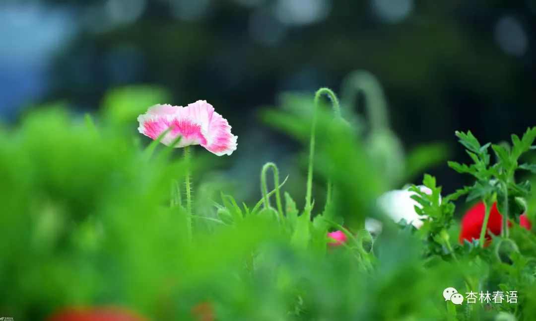 【杏林微科普】春火旺盛，该如何败春火（上）