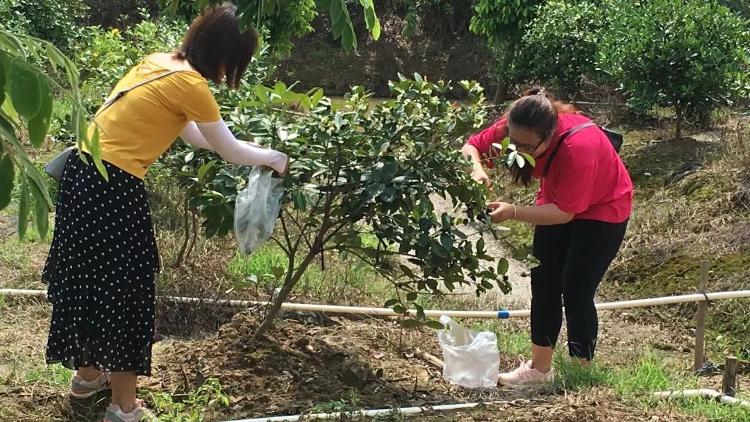 好消息水果特价优惠,广东巴西甜樱桃