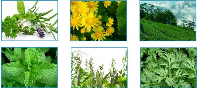 泰国防蚊子药膏,泰国蚊子叮的药膏