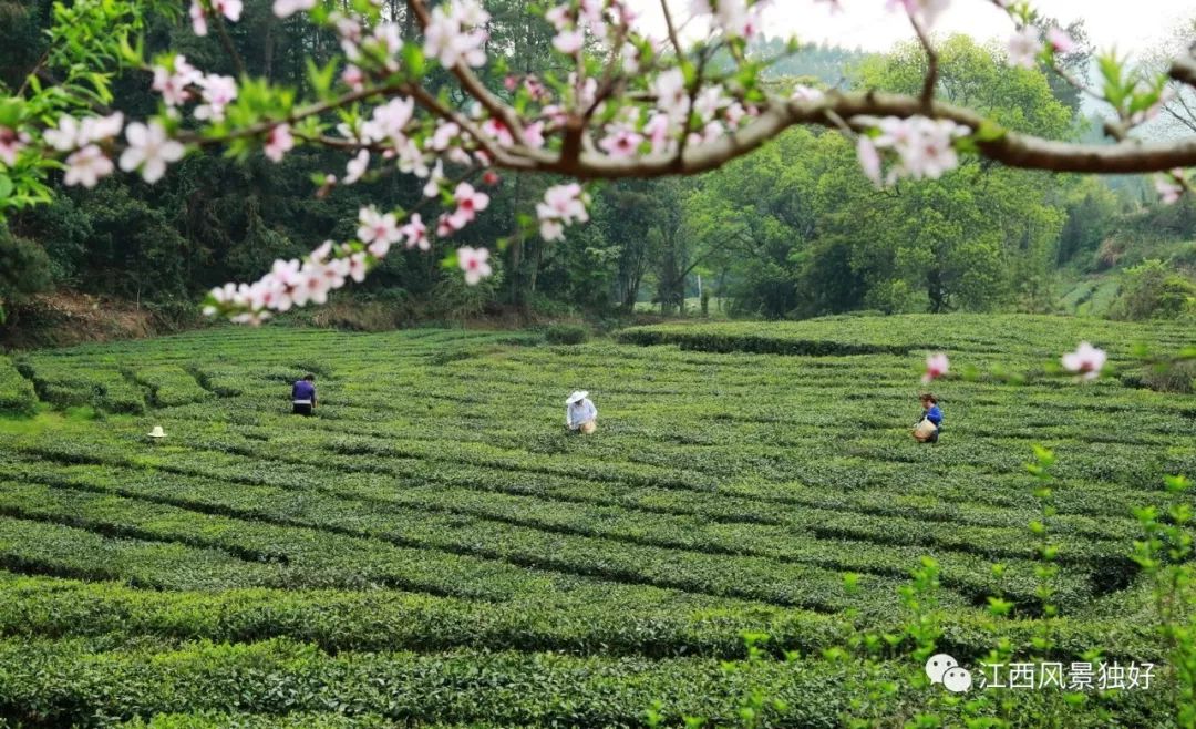 江西省中国十大名山,江西省十大名山最新排名